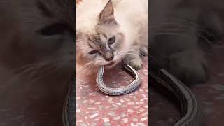 Cats VS Snakes, delicious meal, eating snakes, hungry cat, قط ضد ثعبان