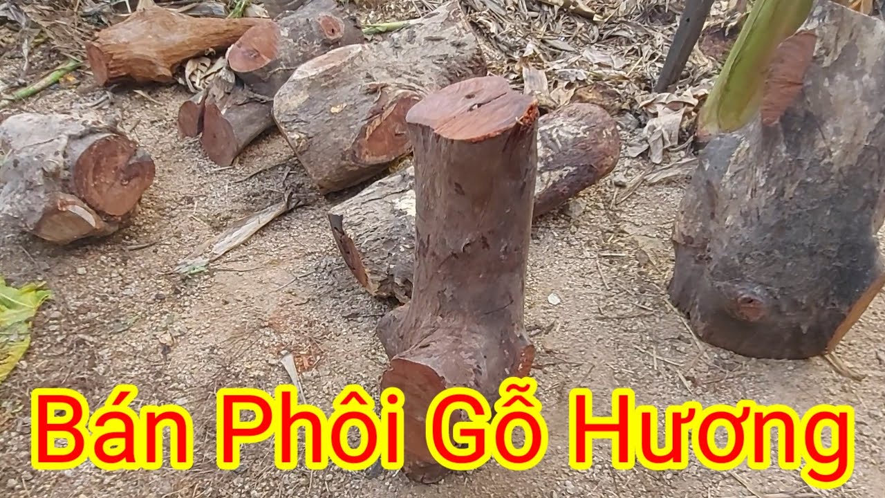 Chuyên Cung Cấp Phôi Gỗ Hương - YouTube