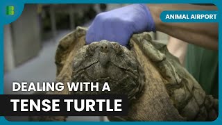 Tense Turtle Not Eating  Animal Airport  Animal Documentary