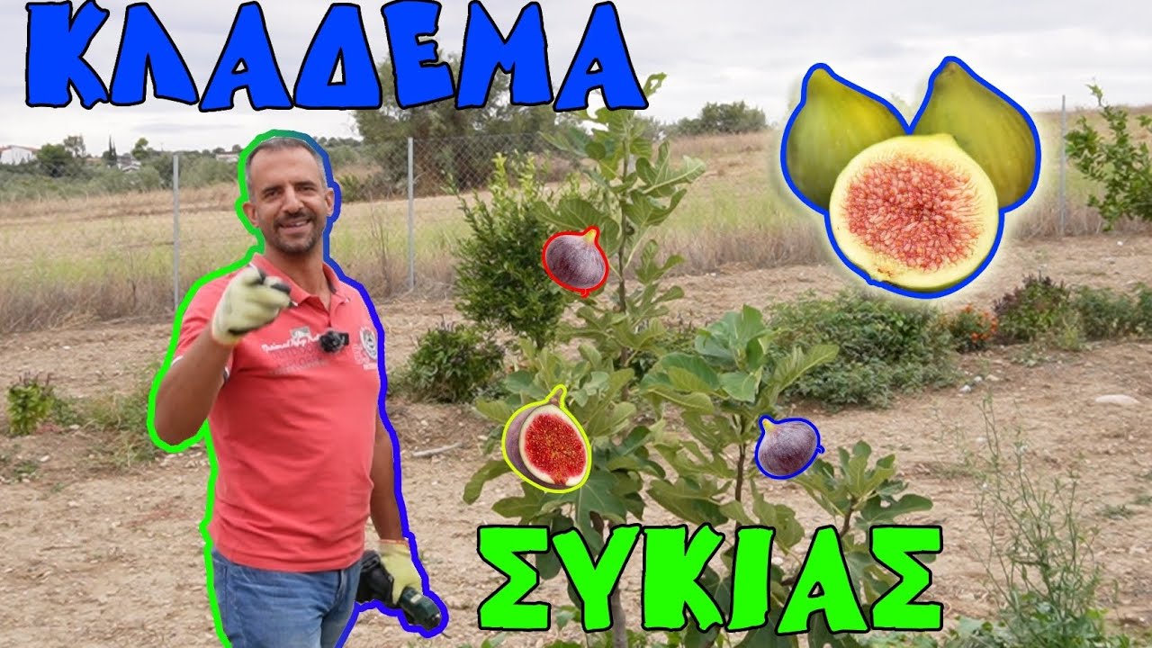 ΣΥΚΙΑ ΚΛΑΔΕΜΑ: Πότε; Πώς; &Μέτρα προστασίας για Κλάδεμα Διαμόρφωσης Δέντρου! 