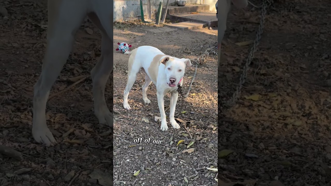 Nola escapes on our watch! 