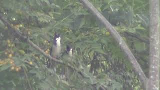 Bẫy Đấu Chào Mào.bổi 31 Clip 1 Xòe Toạc Đít