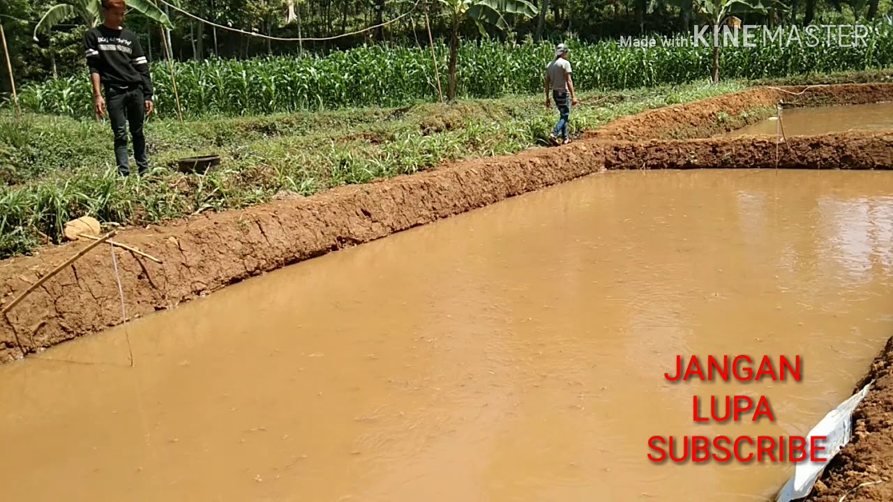 Cara budidaya ikan lele di kolam tanah bagi pemula 