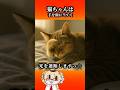 猫ちゃんが寝る時に手を顔に当てる理由ですっ☆#猫のいる暮らし #雑学 #保護猫