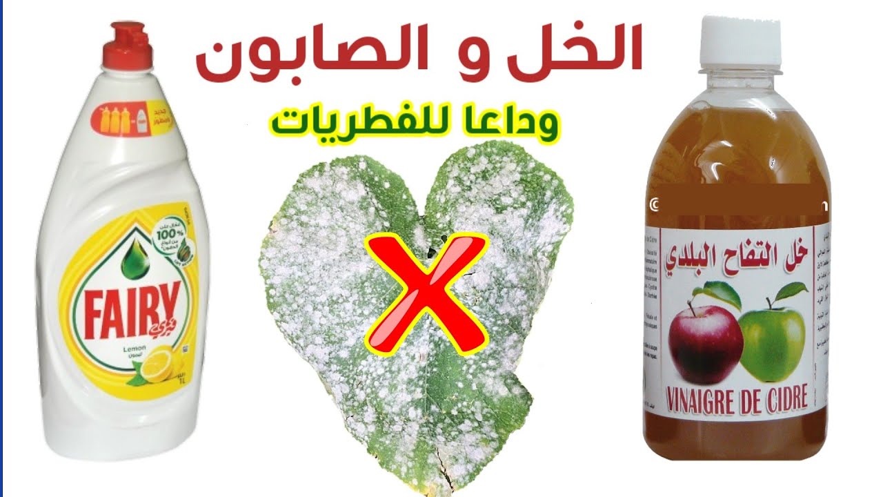 الخل و الصابون لعلاج أمراض النباتات الفطرية، مبيد منزلي مجاني و طبيعي. #Mealybug