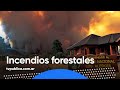 Causas y consecuencias de los incendios forestales - Aire Nacional