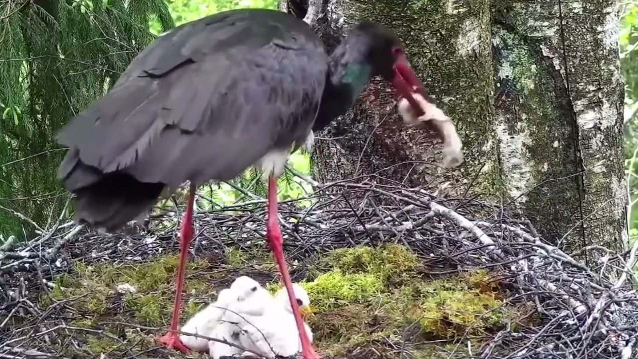 Black stork mother eat or removes smallest