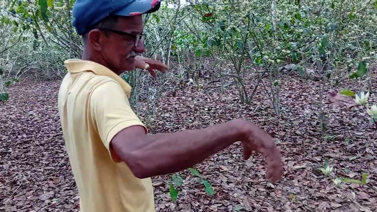 Veja como está o café do meu pai depois da chuva 