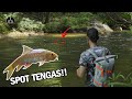 Casting TENGAS In Sungai Sedim Kedah! | UPSTREAM FISHING | - EP89