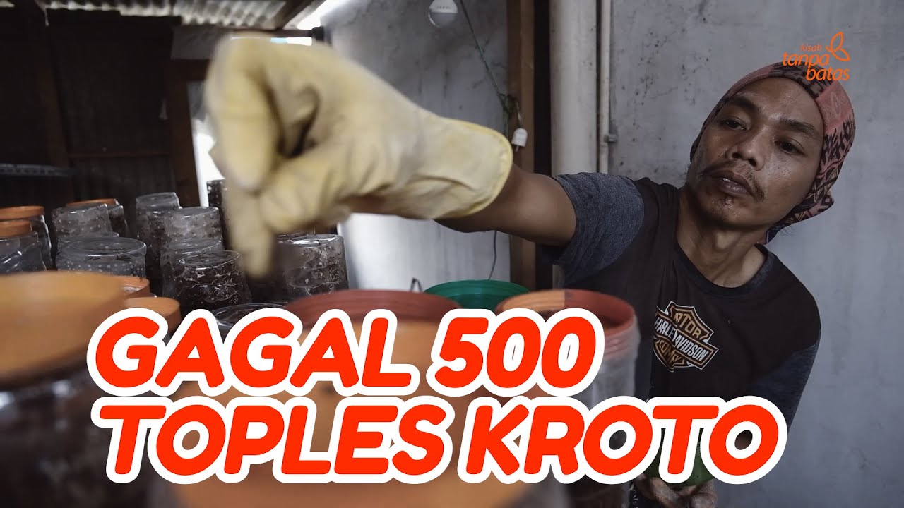 Ternak Kroto Super Rumahan Praktis Hasilnya Menggiurkan