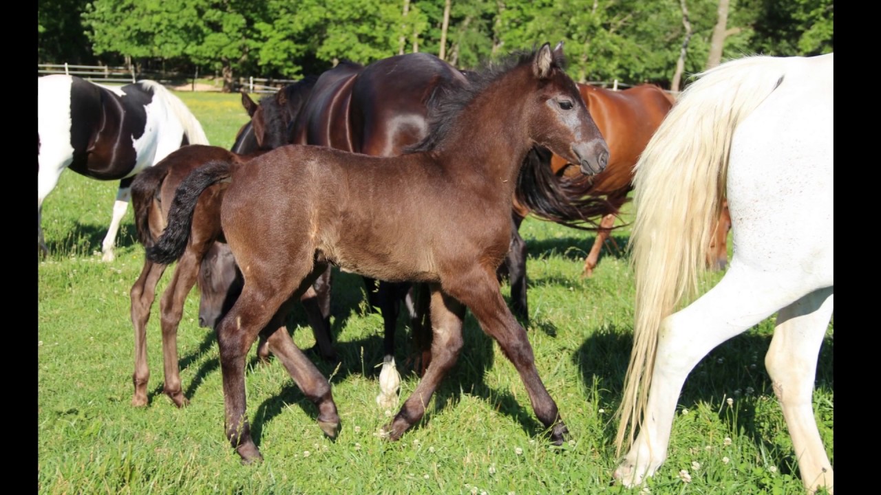 June 2017 Valley Springs Foxtrotters Foals for Sale YouTube