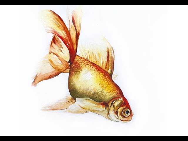 Gold Fish in Watercolors Painting Tutorial