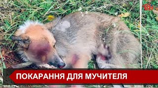 На Прикарпатті чоловік жорстоко поводився з власним собакою