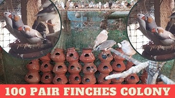 100 Pair Finches Colony breeding | Nature/Attractive Finches Breeding Farm.