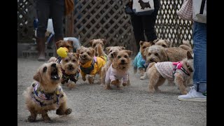 【ノーフォークテリア】参加者紹介ムービー