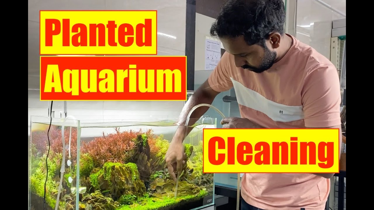 How to Clean a Planted Aquarium Mayur Dev Tips on Nature Aquarium