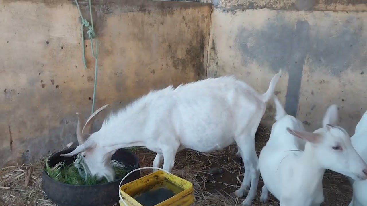 Vacinação de rotina das cabras # fazenda 
