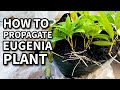 PAANO MAG PROPAGATE NG EUGENIA PLANT | Plant Care for Beginner Gardeners