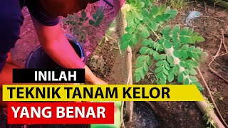 Cara Menanam Kelor yang Cepat Tumbuh