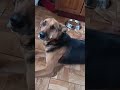 El extraño (pero tierno) ritual de Cleo para comer 🐕✨