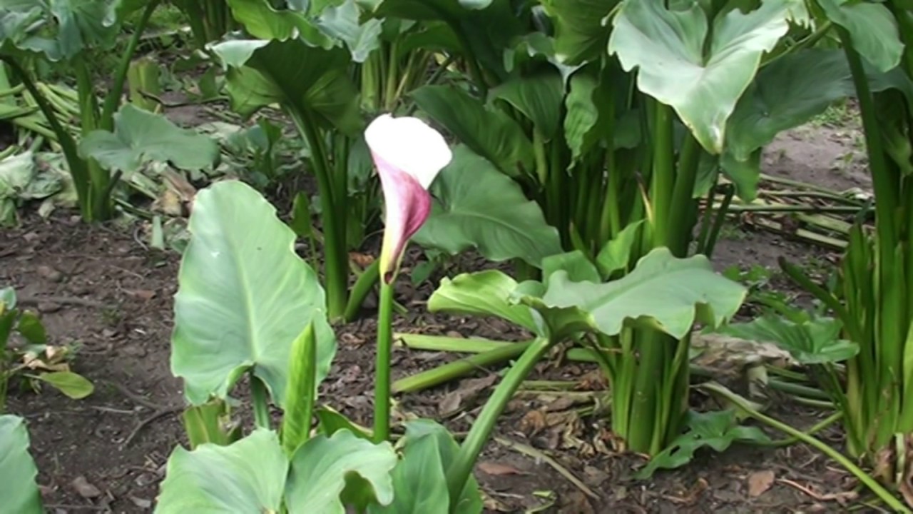 Calla lily, new zantedeschia aethiopica giant - YouTube