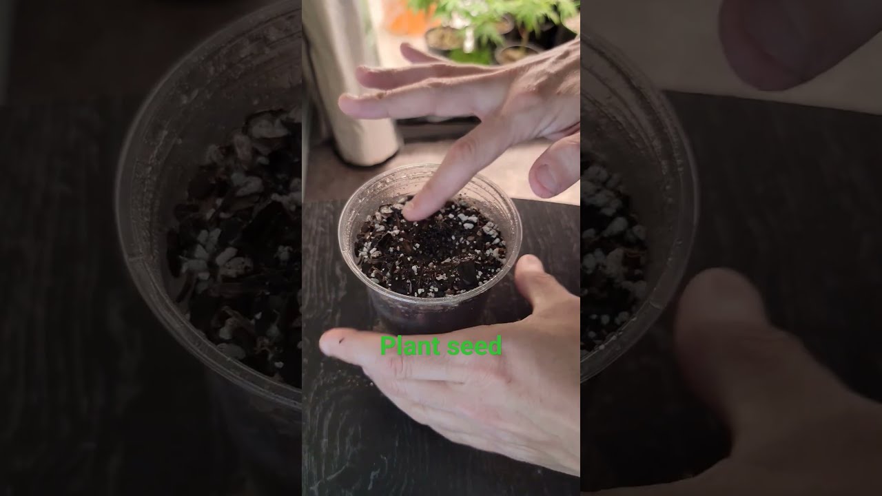 How To Grow Weed For Dummies Marijuana Howto Diy Education Gardening