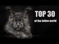 Top 30 of the feline world | The most beautiful Maine Coon cats in the world.