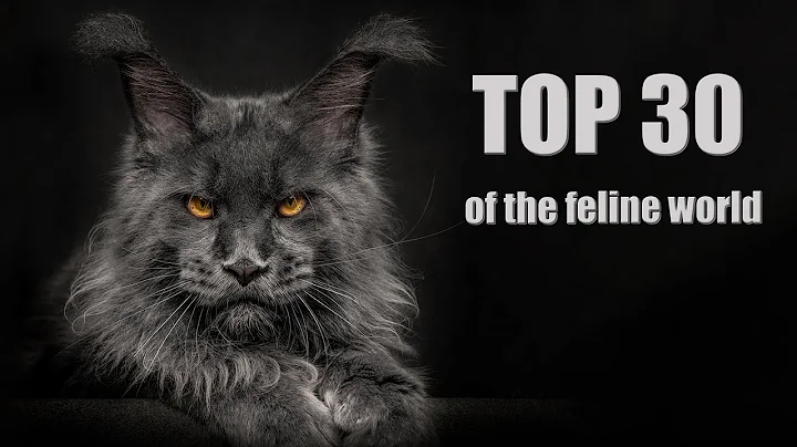 Top 30 of the feline world | The most beautiful Maine Coon cats in the world.