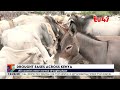 All counties enter normal drought phase with NDMA warning of future alert phases
