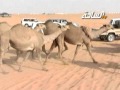 جديد الساحة 1436 الطايلات مسيرة منقية علوش ناصر العلوش العجمي جديد الساحة 1436 الطايلات مسيرة منقية علوش ناصر العلوش العجمي