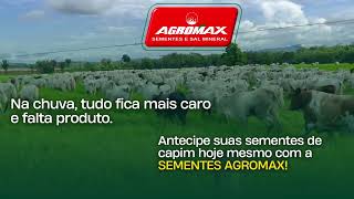 A Safra 2026 de Sementes de Capim já Começou na Sementes Agromax