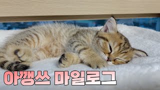 ⚠⚠심멎주의!! 심장에 해로운 김마일 아기시절✨| 아기고양이 | 성장일기 | 고양이 브이로그ㅣ마일로그