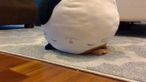 Stop Motion Squishmallows: Cats Ima Kitty Cat | A Squishmallows animation |