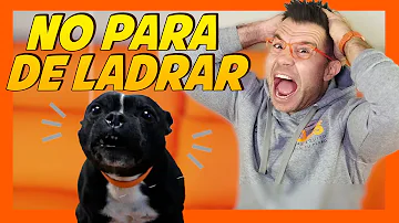 ¿Se aburren los perros de ladrar?