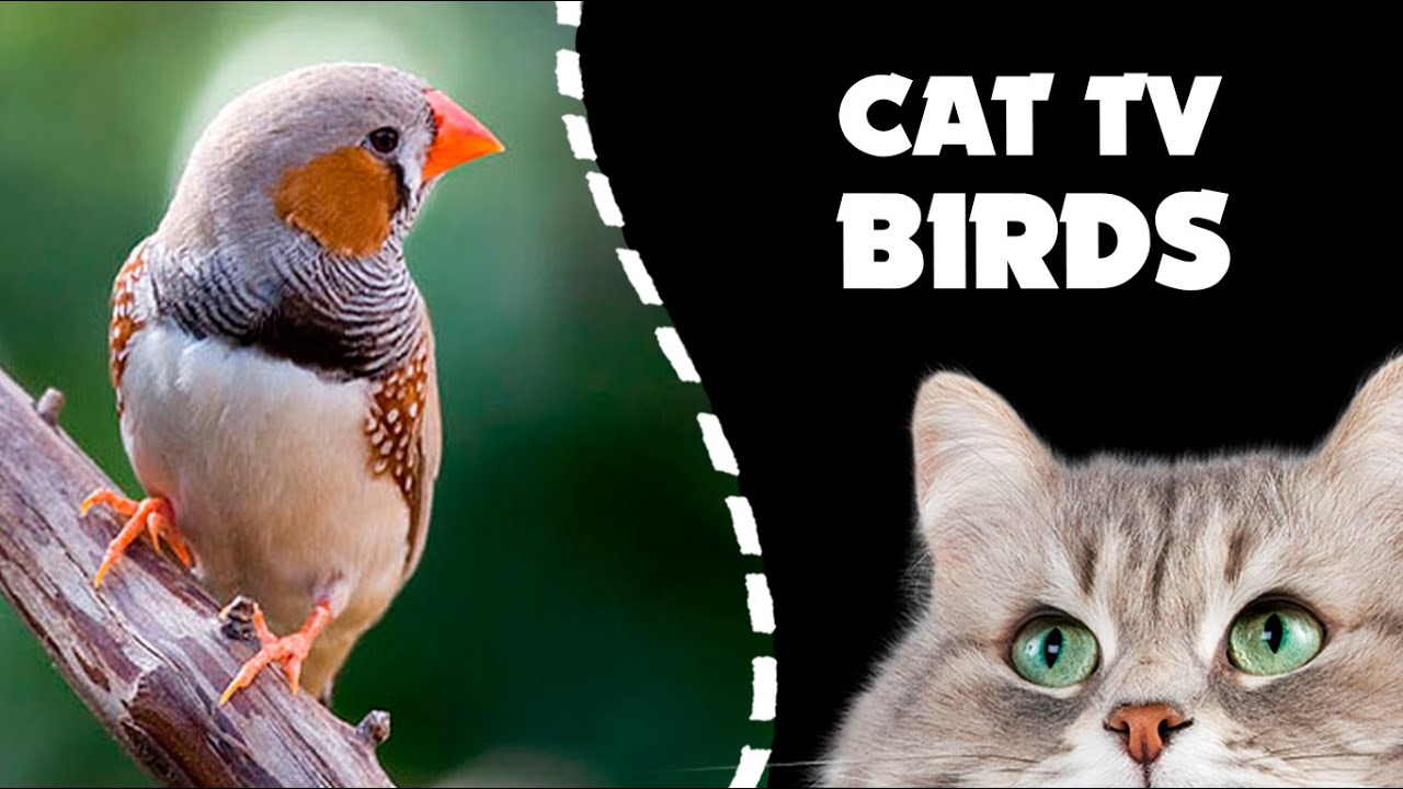 CAT TV ★ Zebra Finch BIRDS FOR CATS videos to watch YouTube