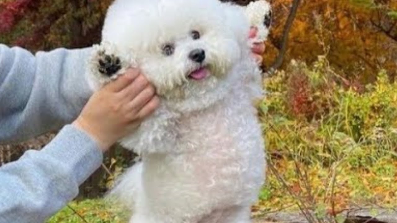 Funniest Animals Video-part-11Funny Dogs And Cats-TryNot To Laugh 2023 