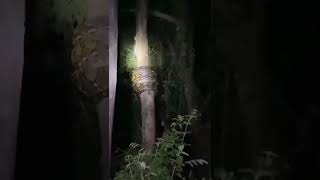 #ichchadhari Nagin#song #snake #world biggest snake #viral video