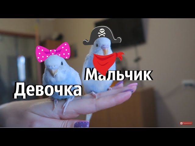 Ручные птенцы 30 дней. Как определить пол волнистого попугая