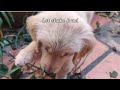 Vigo let shake hand  golden retriever puppy