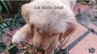 Vigo Let Shake hand | Golden Retriever Puppy