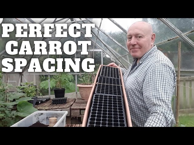 Perfectly Spaced Carrot Sowing [Gardening Allotment UK] [Grow Vegetables At Home ] class=