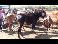 Feria de Ganado. Feria de Pedro Romero. Ronda 2015