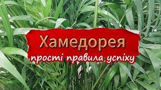 Хамедорея. Догляд в домашніх умовах.