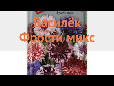 Василек обыкновенный Фрости микс (frosti miks) 🌿 обзор: как сажать, семена василька Фрости микс