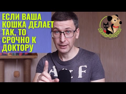 Цистит у кота (кошки) | Симптомы цистита у кошки | Лечение цистита у кошки