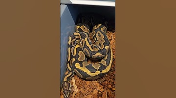 shed testing has paid off i can now say i have 2 female het ultramel het clowns to work