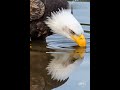 Eagle Meets Its Reflection – Nature’s Perfect Mirror Moment! 🦅💧