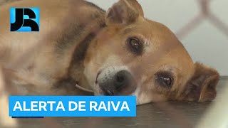 Salvador Ba Registra Primeiro Caso De Raiva Canina Em 20 Anos