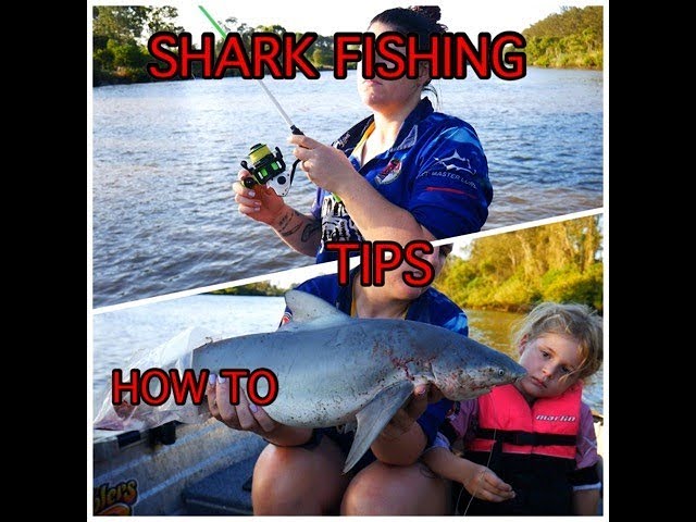 BULL SHARK tips and tricks 