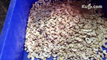 Cashew Color Sorter / Cashew Sorting Machine - (www.ColorSorterGroup.com)